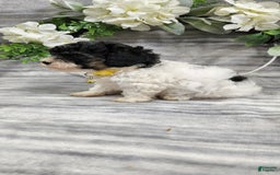 Cavapoo dogs for sale: Honey - Image 1