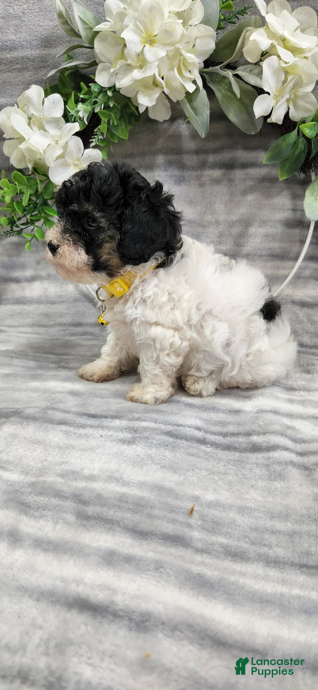 Cavapoo dogs for sale: Honey - Image 1