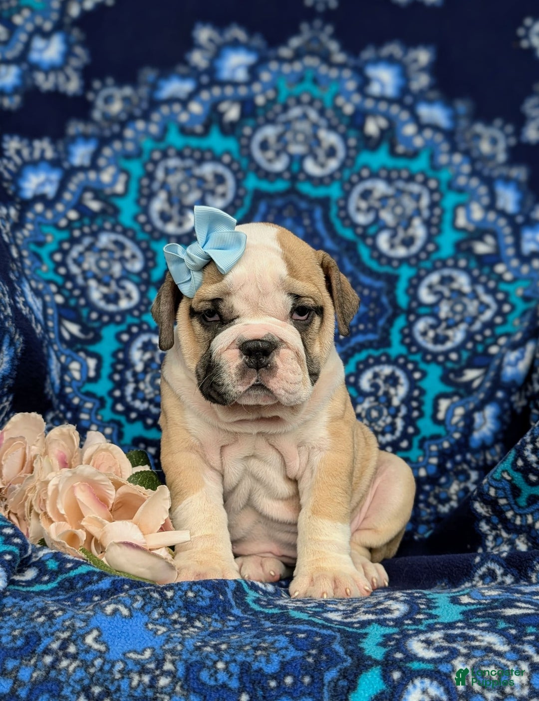 Olde English Bulldogge dogs for sale: Gillian - Image 8