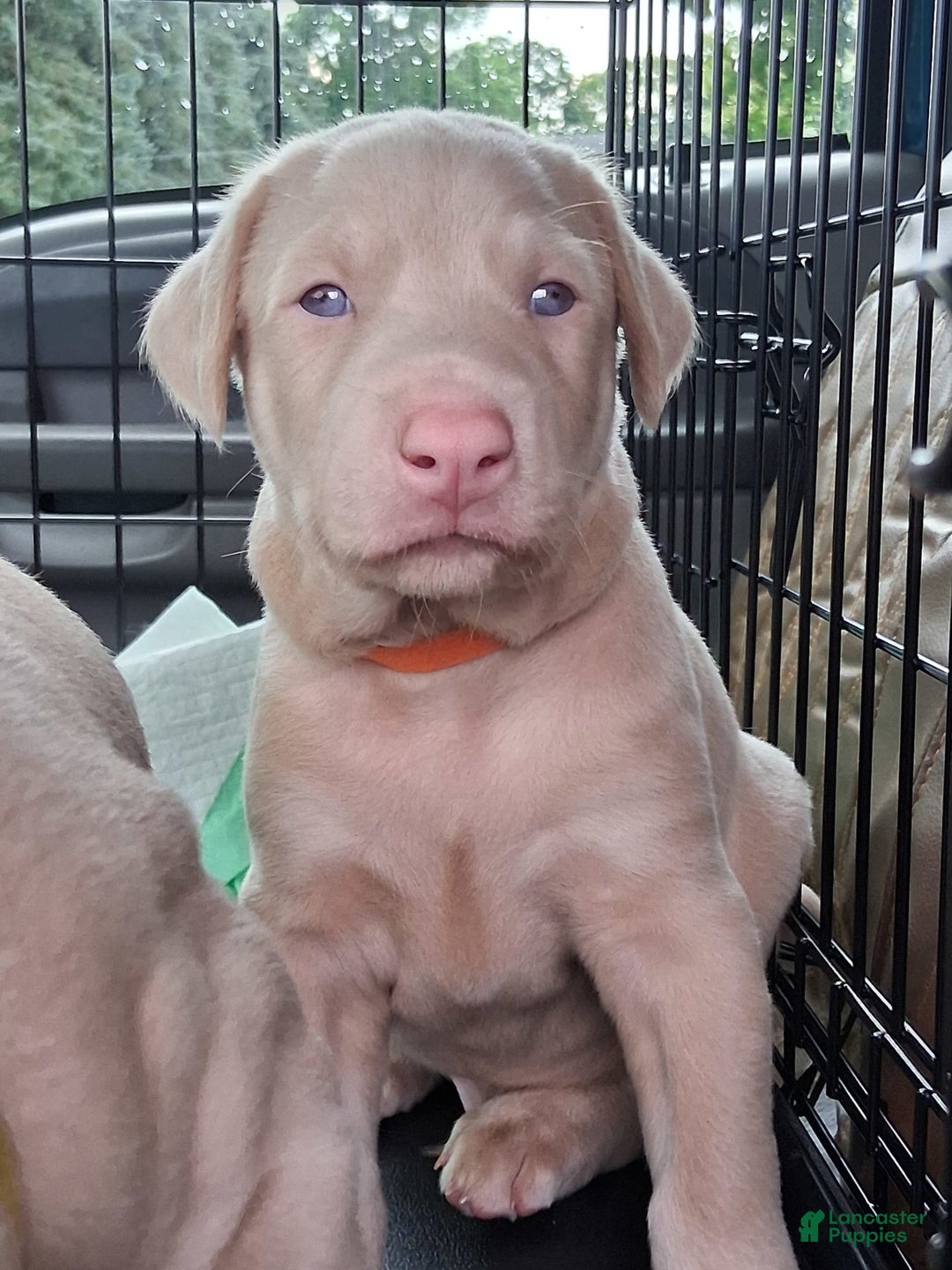 Doberman Pinscher dogs for sale: Yellow Collar - Image 1