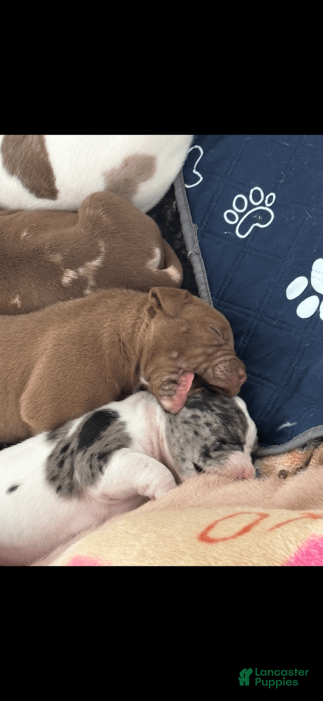 American Bully dogs for sale: Beauty - Image 2