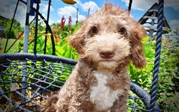 Havapoo dogs for sale: Toto - Image 8