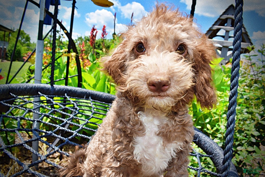 Havapoo dogs for sale: Toto - Image 8