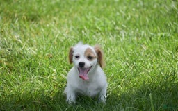Cavapoo dogs for sale: Mariah - Image 9