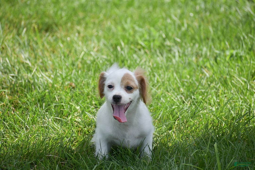 Cavapoo dogs for sale: Mariah - Image 9