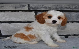Cavapoo dogs for sale: Callie - Image 2