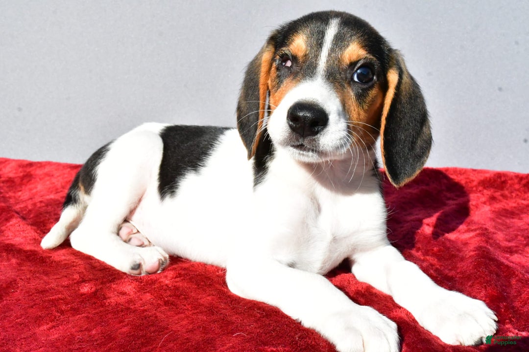 Beagle dogs for sale: Sammy - Image 7