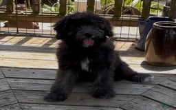 Mini Goldendoodle dogs for sale: Molly - Image 1