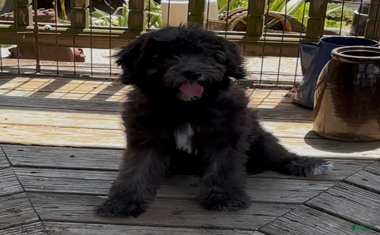 Mini Goldendoodle dogs for sale - Ad 2