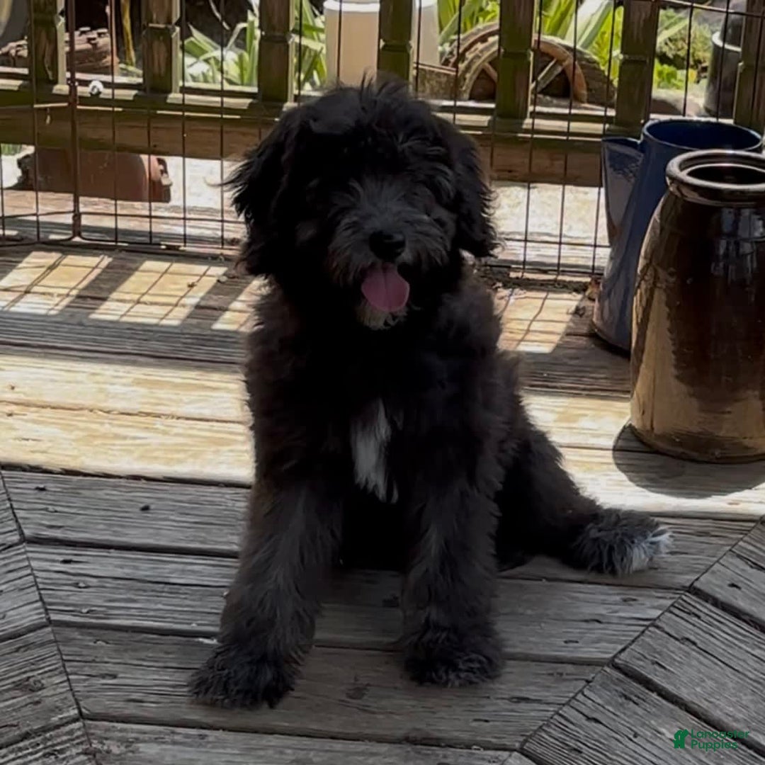 Mini Goldendoodle dogs for sale: Molly - Image 1
