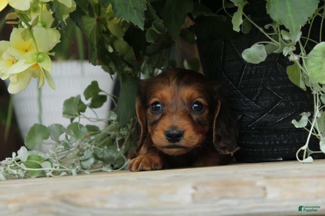 Miniature Dachshund dogs for sale: Smokey - Image 4