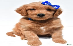 Mini Goldendoodle dogs for sale: Tommy - Image 2