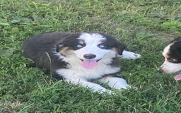 Australian Shepherd dogs for sale: Diva - Image 3