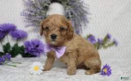 Cavapoo dogs for sale: Phoenix - Image 39