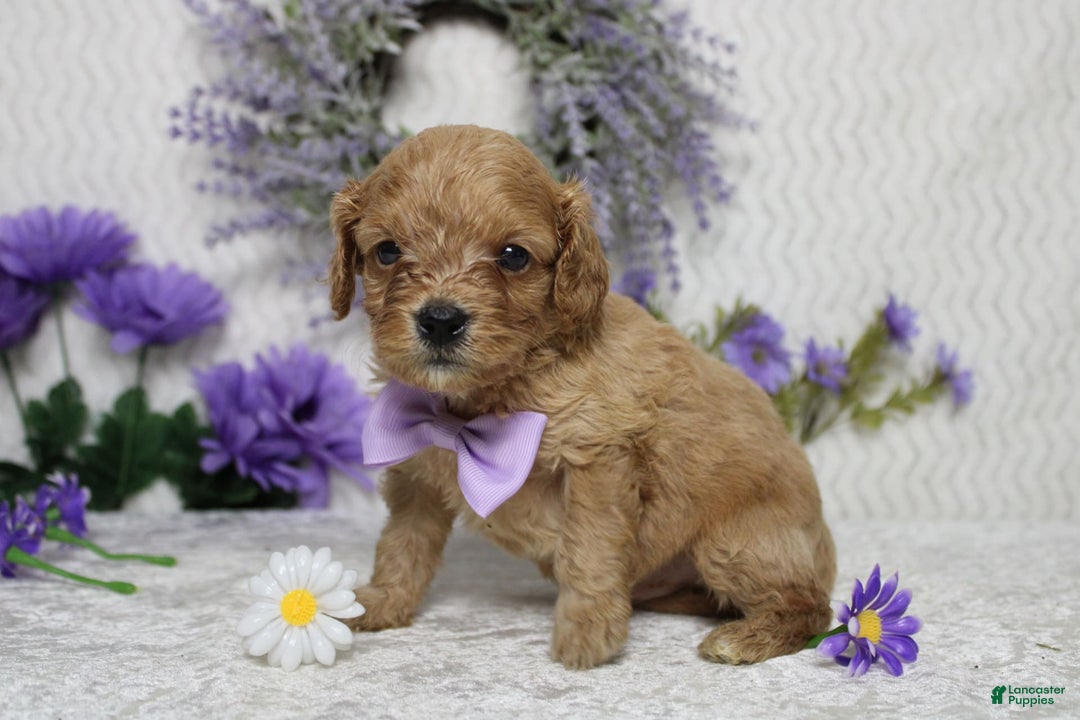 Cavapoo dogs for sale: Phoenix - Image 39