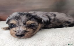 Shetland Sheepdog dogs for sale: Cosmos - Image 3