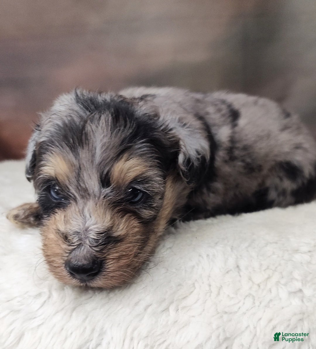 Shetland Sheepdog dogs for sale: Cosmos - Image 3