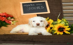 Cocker Spaniel dogs for sale: Pogo - Image 1