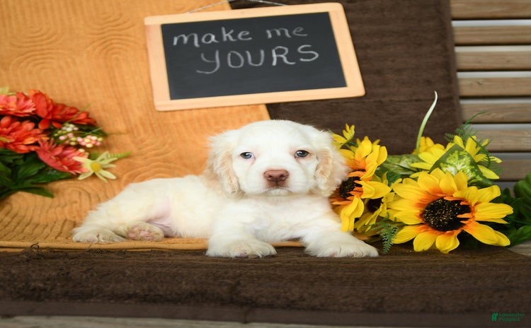 Cocker Spaniel dogs for sale - Ad 1