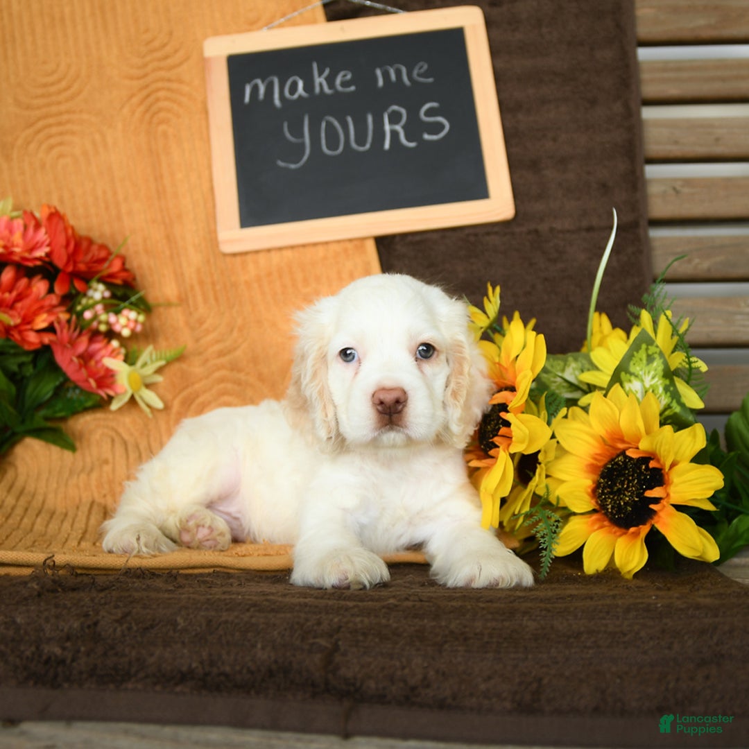 Cocker Spaniel dogs for sale: Pogo - Image 1