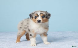 Australian Shepherd dogs for sale: Daisy - Image 3