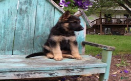 German Shepherd dogs for sale: Bella - Image 5