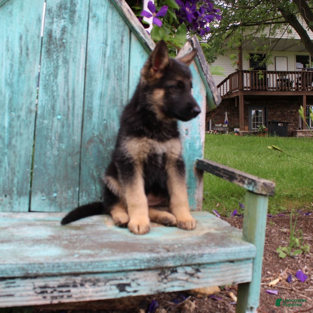 German Shepherd dogs for sale: Bella - Image 5