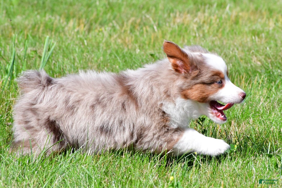 Miniature Australian Shepherd dogs for sale: Noah - Image 12