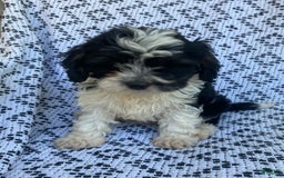 Cockapoo dogs for sale: Charlie - Image 6