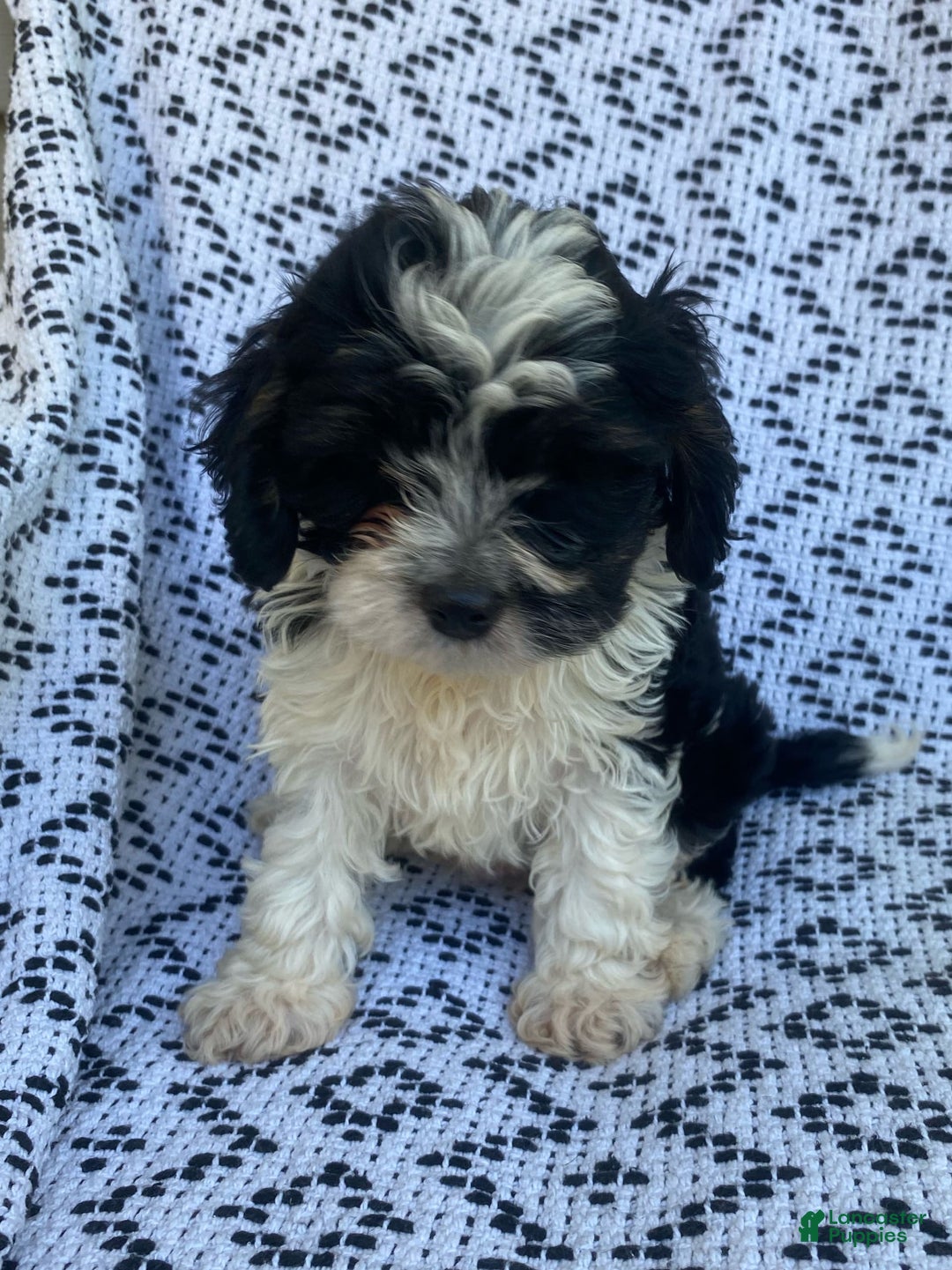 Cockapoo dogs for sale: Charlie - Image 6
