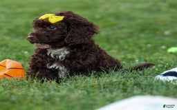 Cockapoo dogs for sale: Bess - Image 22