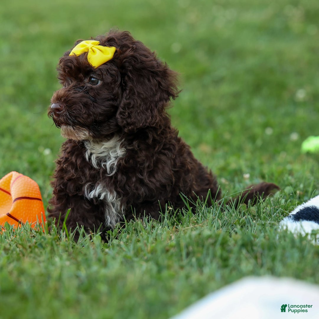 Cockapoo dogs for sale: Bess - Image 22