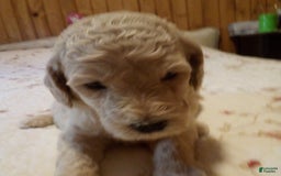 Goldendoodle dogs for sale: Mickey - Image 1
