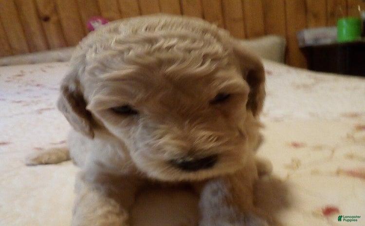 Goldendoodle dogs for sale - Ad 2