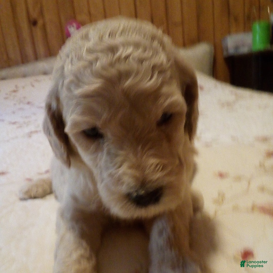 Goldendoodle dogs for sale: Mickey - Image 1