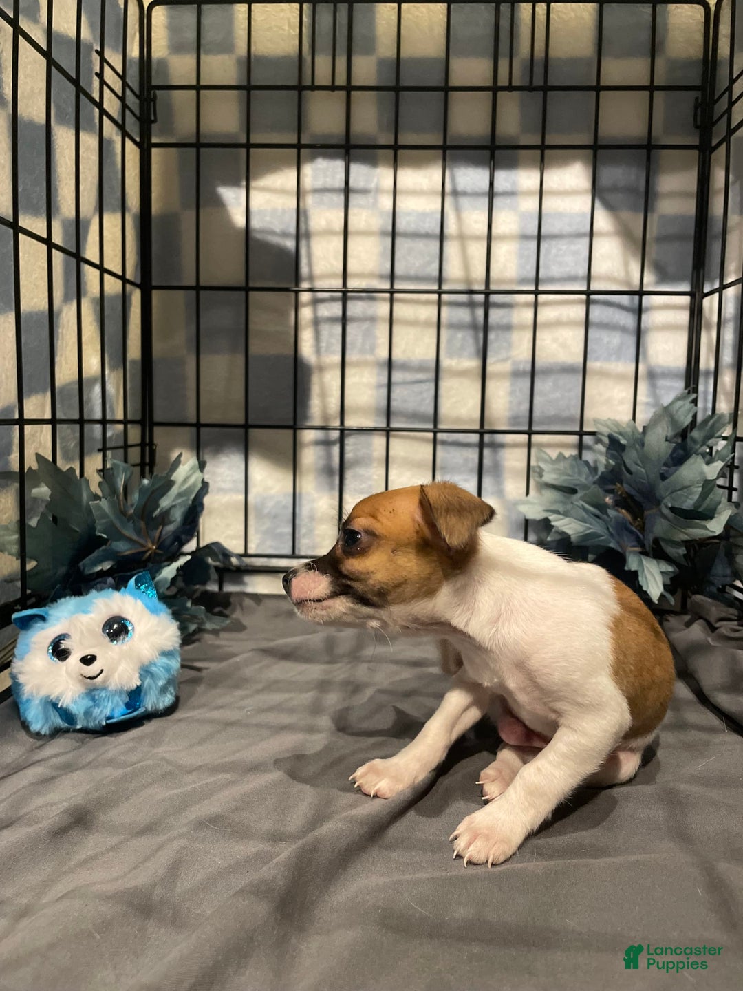 Chihuahua dogs for sale: Bia - Image 7
