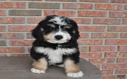 Bernedoodle dogs for sale: Max - Image 4
