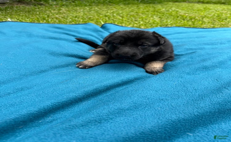 German Shepherd dogs for sale - Ad 2
