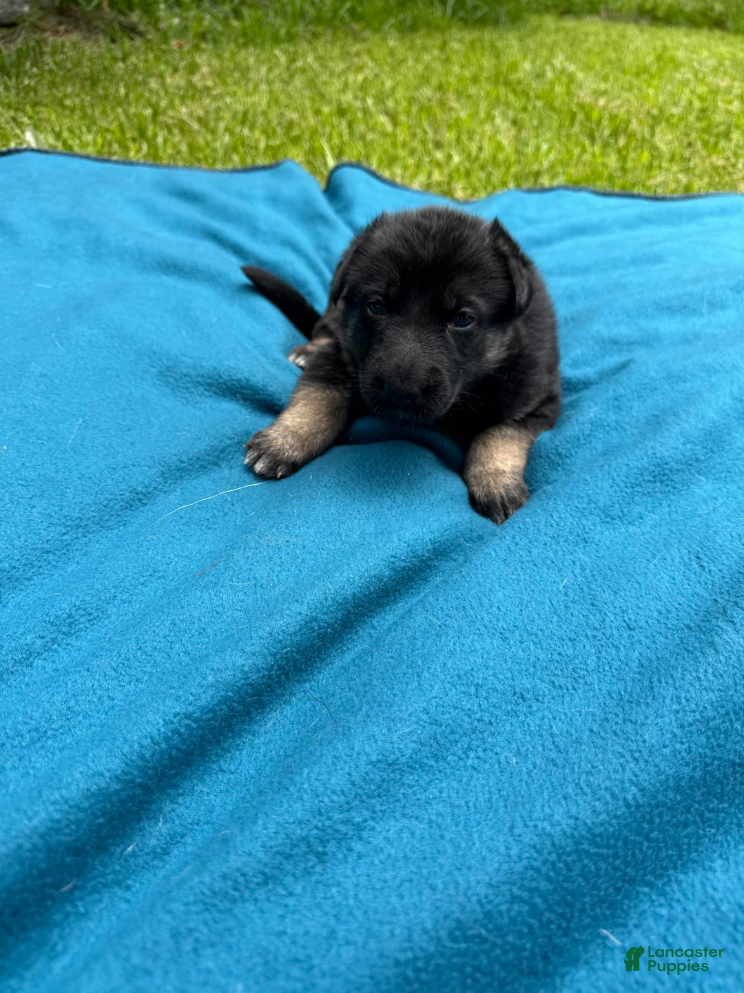 German Shepherd dogs for sale: Brave - Image 1