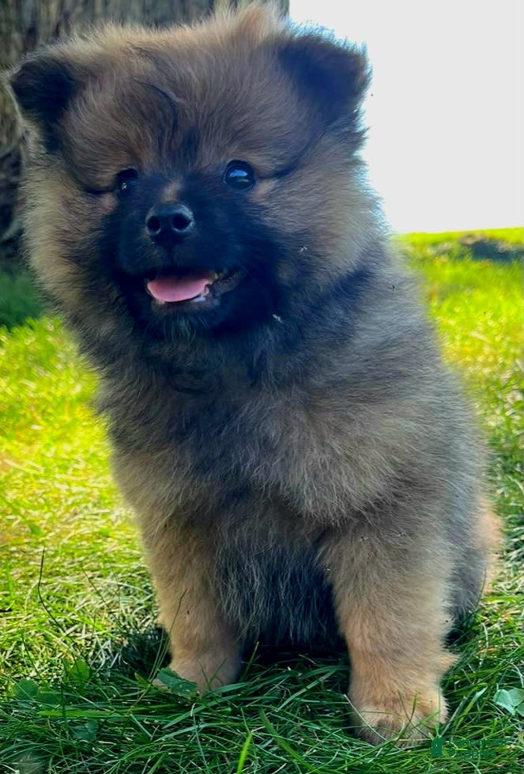 Pomeranian dogs for sale: Remi - Image 2