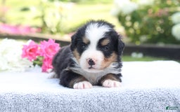 Bernese Mountain Dog dogs for sale: Porter AKC - Image 7