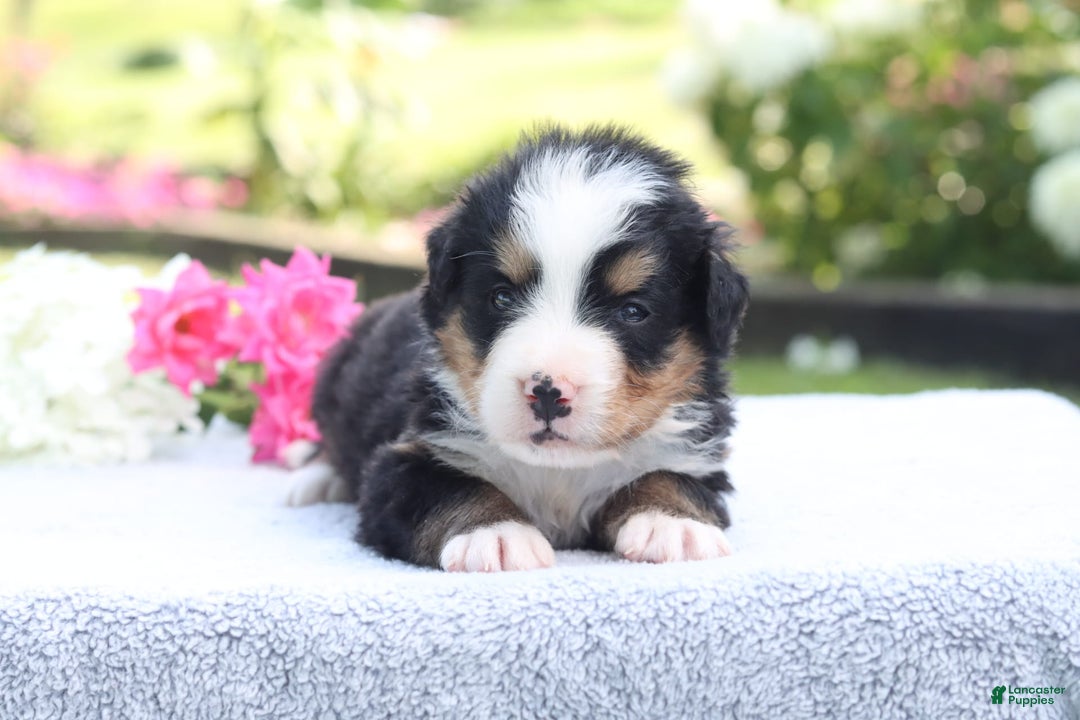 Bernese Mountain Dog dogs for sale: Porter AKC - Image 7