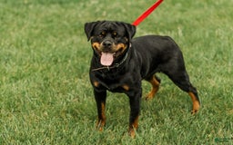 Rottweiler dogs for sale: Luna - Image 2