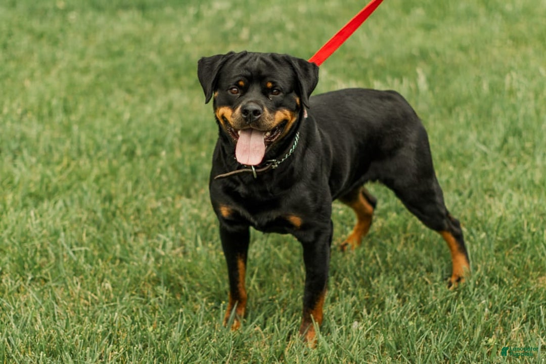Rottweiler dogs for sale: Luna - Image 2