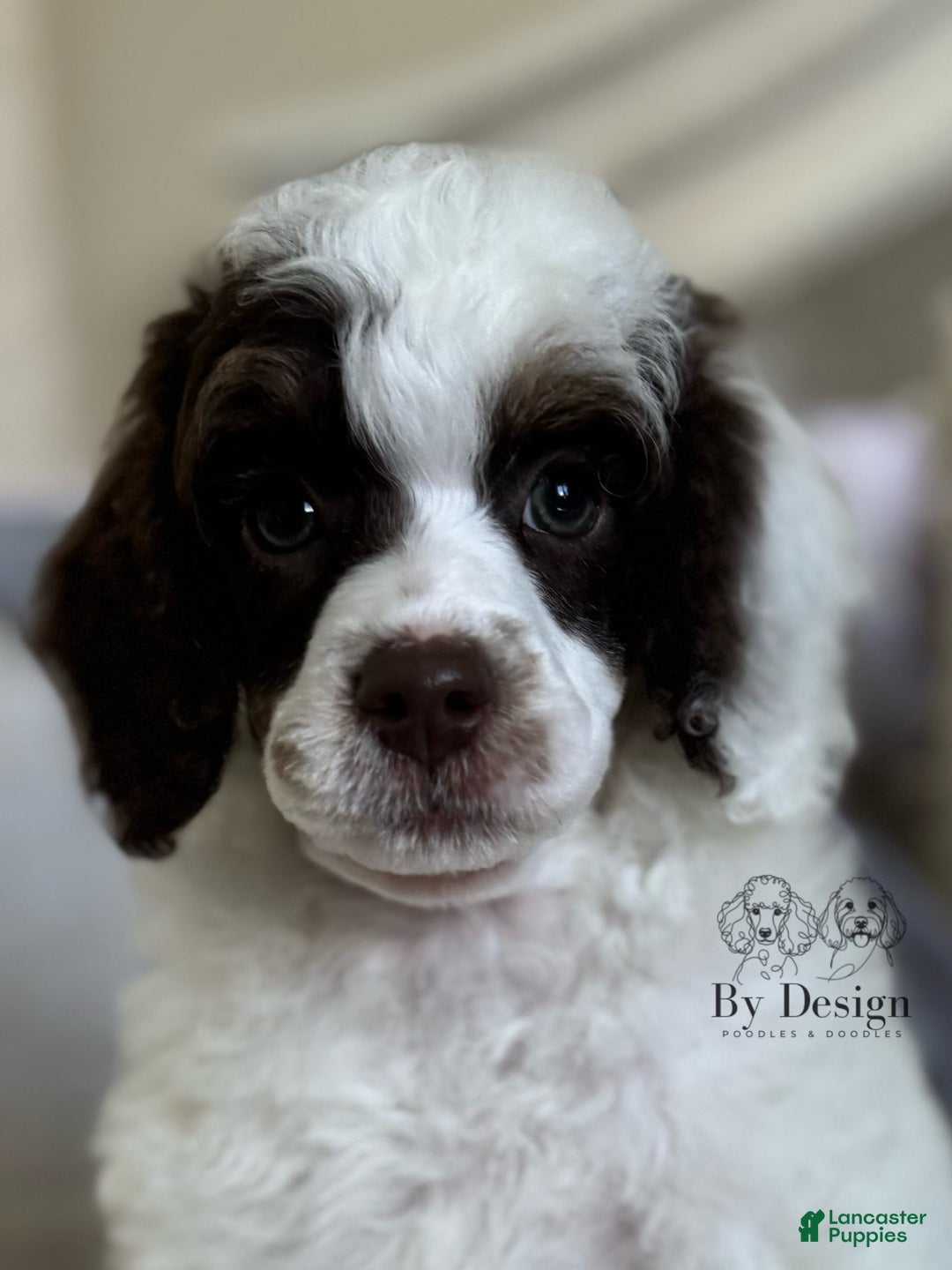 Standard Poodle dogs for sale: Arlo Chocolate Tri Parti - Image 4