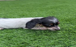 Dachshund dogs for sale: Lilly - Image 1
