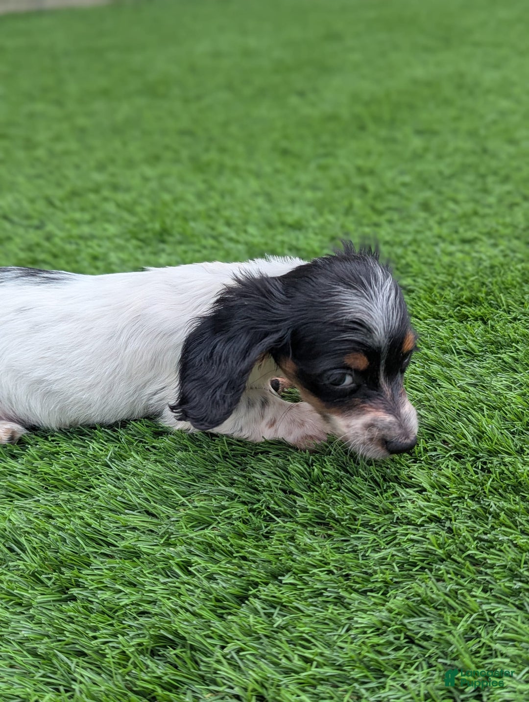 Dachshund dogs for sale: Lilly - Image 1