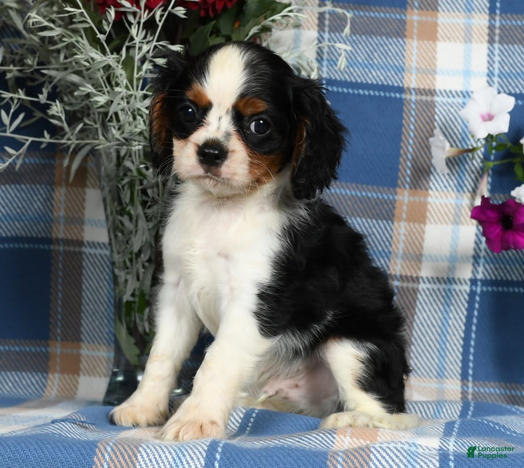 Cavalier King Charles Spaniel dogs for sale: Austin - Image 5