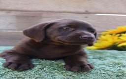 Labrador Retriever dogs for sale: Emmie - Image 2