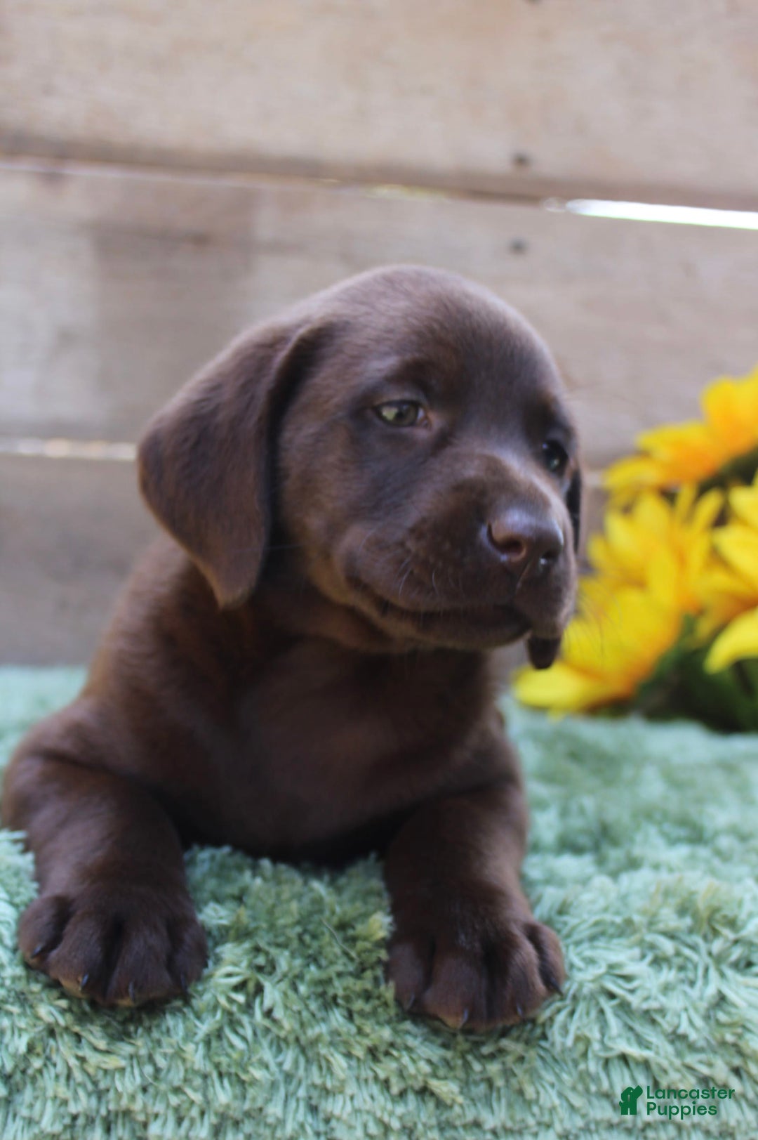 Labrador Retriever dogs for sale: Emmie - Image 2